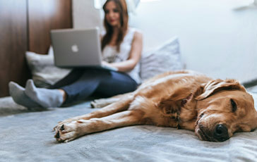 Dog relaxing on bed while woman works on computer