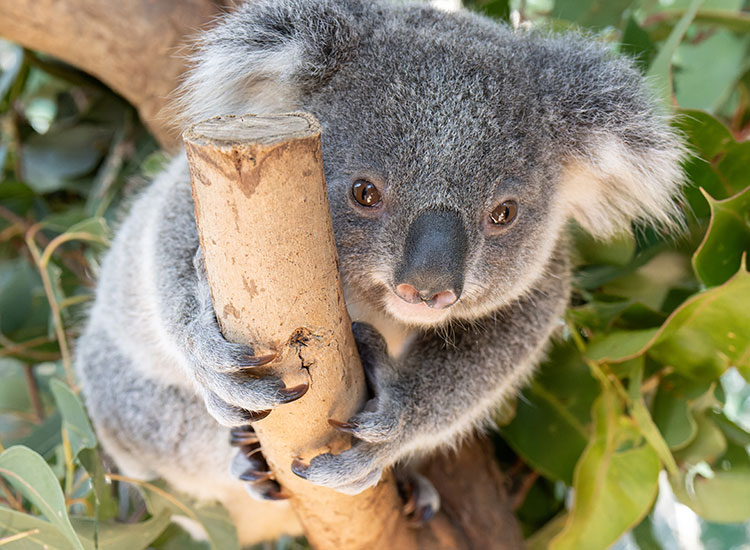 Boorie - Friends of the Koala adopted by Summerland Bank - Ballina Branch
