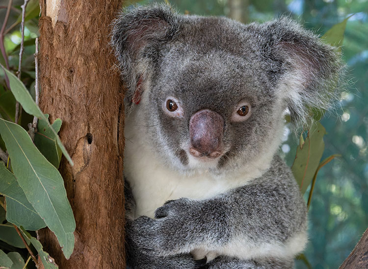 Charlotte - Friends of the Koala, adopted by our Casino Branch