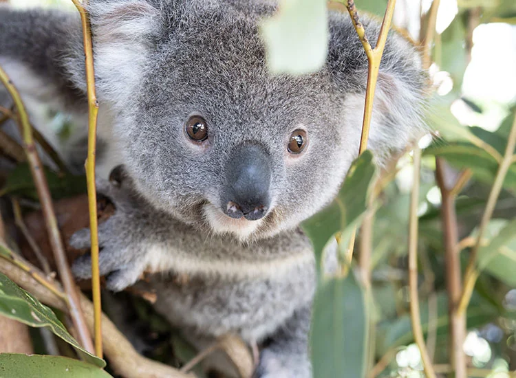 Frankie - Friends of the Koala, adopted by our Summerland Bank Bangalow team