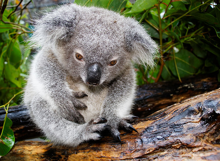 Magnus - Friends of the Koala, adopted by Summerland Bank Evans Head branch