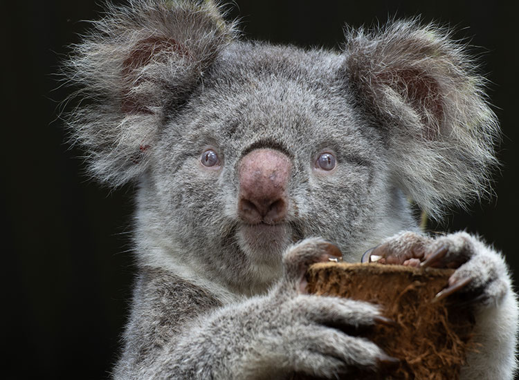 Polar Star - Friends of the Koala, proudly adopted by Summerland Bank - Kingscliff Branch